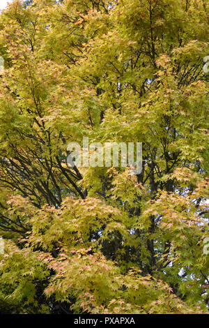 Acer palmatum Ango-kaku'. Coral Rinde Ahorn. Stockfoto