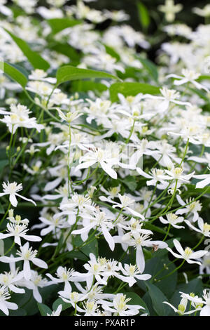 Clematis terniflora Blumen im Oktober. Stockfoto