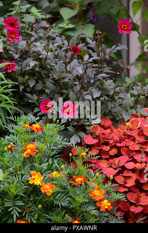 Solenostemon scutellarioides Coleus Lagerfeuer, Lagerfeuer, tagetes Zinnober, Dahlie, Lila, Ringelblume, Orange, Rost, Farbe, Farbe, Blumen, Laub, Garten, Pflanzen, R Stockfoto