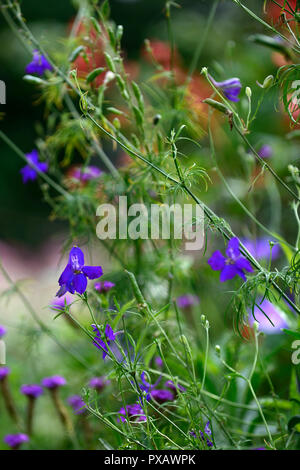 Konsolidierung ajacis, Rittersporn, Blau Lila, Blüte, Blumen, Blüte, RM Floral Stockfoto