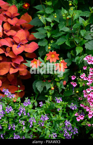 Solenostemon scutellarioides Coleus Lagerfeuer, Lagerfeuer, tagetes Zinnober, Dahlie, Ringelblume, Diascie,, Orange, Rost, Farbe, Farbe, Blumen, Laub, Garten, Pflanzen Stockfoto