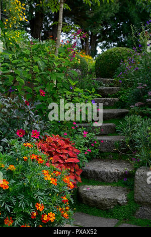 Coleus Lagerfeuer, Solenostemon scutellarioides Lagerfeuer, Tagetes cinnabar, Dahlia, Ringelblume, Orange, Rost, Farbe, Farbe, Blumen, Laub, Garten, Pflanzen, Stufen, Stockfoto