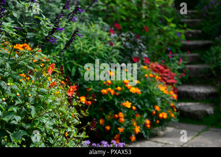 Solenostemon scutellarioides Coleus Lagerfeuer, Lagerfeuer, tagetes Zinnober, Dahlie, Ringelblume, Orange, Rost, Farbe, Farbe, Blumen, Laub, Garten, Pflanzen, Schritte, Pa Stockfoto