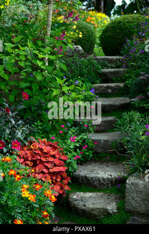 Coleus Lagerfeuer, Solenostemon scutellarioides Lagerfeuer, Tagetes cinnabar, Dahlia, Ringelblume, Orange, Rost, Farbe, Farbe, Blumen, Laub, Garten, Pflanzen, Stufen, Stockfoto