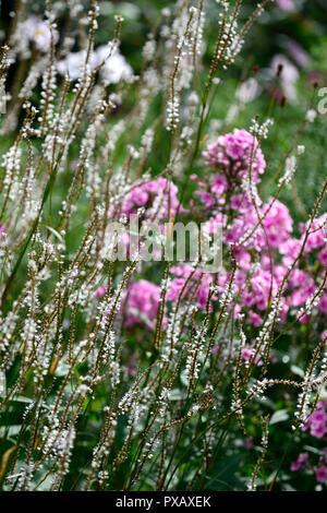 Phlox paniculata helle Augen, Persicaria amplexicaulis Alba, rosa, weiß, Blume, Blumen, Blüte, Mix, Gemischt, Kombination, RM Floral Stockfoto