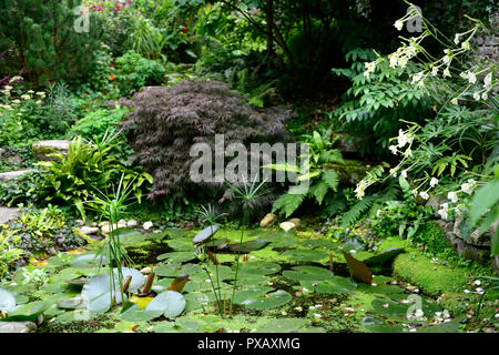 Cyperus alternifolius Papyrus, Regenschirm, Schirm, Sonnenschirm Palm, Teich, Wasser liebend, Gras, Gräser, Pflanze, RM Floral Stockfoto