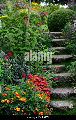 Coleus Lagerfeuer, Solenostemon scutellarioides Lagerfeuer, Tagetes cinnabar, Dahlia, Ringelblume, Orange, Rost, Farbe, Farbe, Blumen, Laub, Garten, Pflanzen, Stufen, Stockfoto