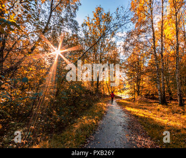 Walking Track in einem Waldgebiet mit Herbstfarben Göteborg, Schweden mit langen Sonnenstrahlen berühren Boden und Mann mit roten Jacke durch Fuß Stockfoto