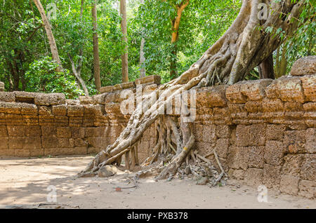 Wurzeln einer Würgefeige, der berühmte Baum Ficus gibbosa, in der Ta Prohm Tempel Ruinen in Kambodscha wächst und die Vernichtung seiner Wände Stockfoto