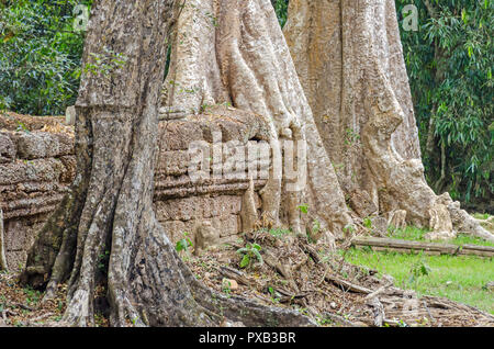 Wurzeln der einen spung, der berühmte Baum Tetrameles nudiflora, in der Ta Prohm Tempel Ruinen in Kambodscha wächst und die Vernichtung seiner Wände Stockfoto