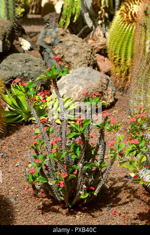 Dornenkrone blumen Lateinischer Name Euphorbia milli splendens Stockfoto