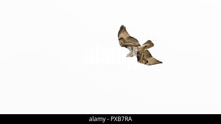 Red tailed Hawk in einem Tauchen Stockfoto