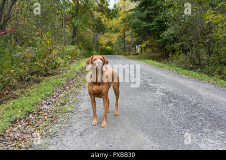 Eine ältere vizsla Hund (ungarische Zeiger) steht auf einem Feldweg im Herbst. Stockfoto