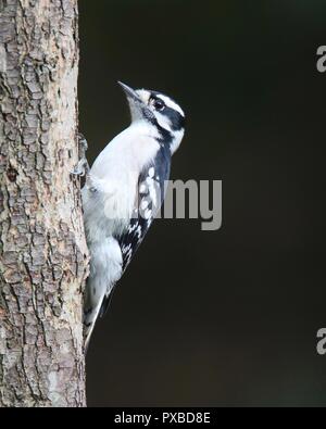 Eine weibliche Downy Woodpecker Picoides pubescens Nahrungssuche auf einem Baumstamm mit dunklem Hintergrund. Stockfoto