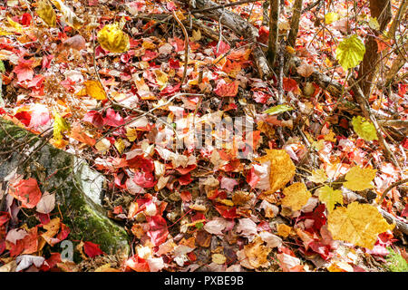 Herbstliche Hintergrund - Herbst, Kanada Mauricie Stockfoto