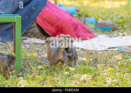 Obdachlose mongrel Welpen Spaß im Gras Stockfoto