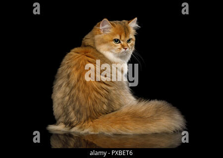Britische Katze rote Farbe mit den haarigen Schwanz sitzt und schaut auf isolierten schwarzen Hintergrund beleidigt Stockfoto