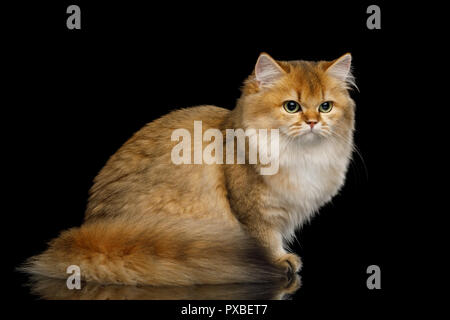 Britische Katze rote Farbe mit den haarigen Schwanz Sitzen auf Isolierte schwarze Hintergrund Stockfoto