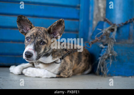 Ein Hund liegt an einer Straße, Gehsteig mit einer kurzen Kette an einem Pfosten verankert. Stockfoto