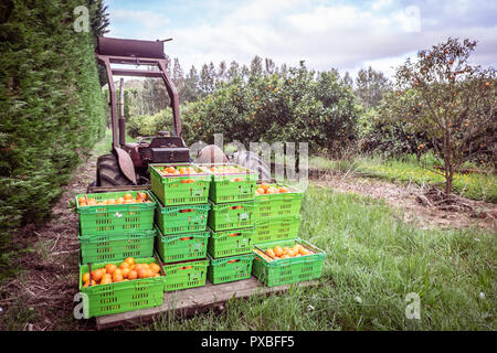 Orange Orchard in Kerikeri, Northland, Neuseeland NZ-Ernte der Zitrusfrüchte in Kunststoffkisten auf Palette von Vintage antik Tracto Stockfoto