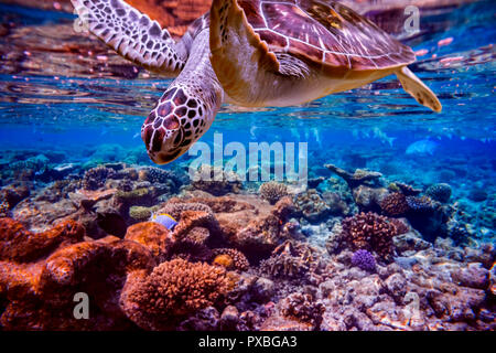 Sea Turtle schwimmt unter Wasser auf dem Hintergrund der Korallenriffe. Malediven Indischer Ozean Korallenriff. Stockfoto