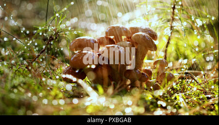 Pilze armillaria von Honig agaric In Sonniger Wald im Regen. Honig Pilz sind in der Ukraine, Russland, Polen, Deutschland und anderen europäischen c angesehen Stockfoto
