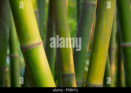 Bambus in der Nähe bis in Bamboo Grove Stockfoto