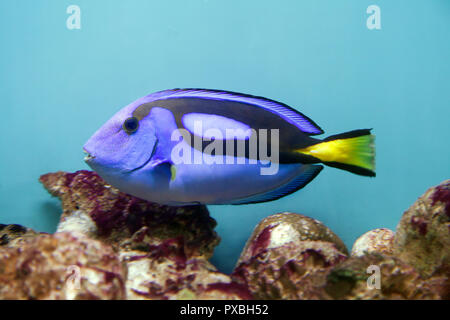 Paracanthurus hepatus blau Doktorfische - - in einem Aquarium Stockfoto