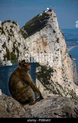 Die berühmten Affen von Gibraltar, in der Upper Rock Nature Reserve. Gibraltar ist ein Britisches Überseegebiet an der südlichen Spitze der Spai entfernt Stockfoto