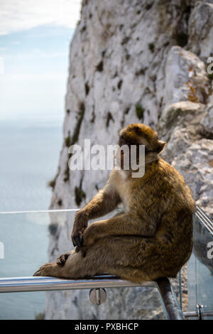 Die berühmten Affen von Gibraltar, in der Upper Rock Nature Reserve. Gibraltar ist ein Britisches Überseegebiet an der südlichen Spitze der Spai entfernt Stockfoto