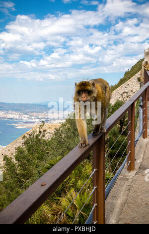 Die berühmten Affen von Gibraltar, in der Upper Rock Nature Reserve. Gibraltar ist ein Britisches Überseegebiet an der südlichen Spitze der Spai entfernt Stockfoto