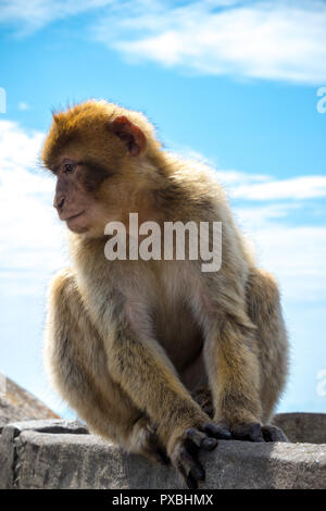 Die berühmten Affen von Gibraltar, in der Upper Rock Nature Reserve. Gibraltar ist ein Britisches Überseegebiet an der südlichen Spitze der Spai entfernt Stockfoto