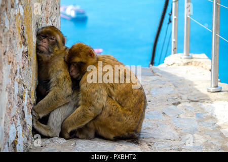 Die berühmten Affen von Gibraltar, in der Upper Rock Nature Reserve. Gibraltar ist ein Britisches Überseegebiet an der südlichen Spitze der Spai entfernt Stockfoto