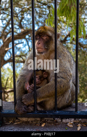 Die berühmten Affen von Gibraltar, in der Upper Rock Nature Reserve. Gibraltar ist ein Britisches Überseegebiet an der südlichen Spitze der Spai entfernt Stockfoto