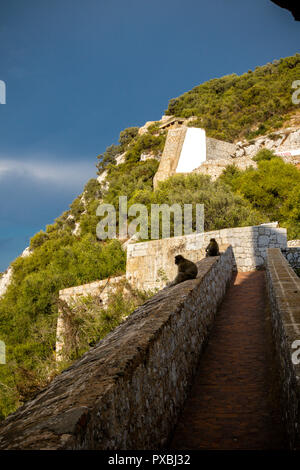 Die berühmten Affen von Gibraltar, in der Upper Rock Nature Reserve. Gibraltar ist ein Britisches Überseegebiet an der südlichen Spitze der Spai entfernt Stockfoto