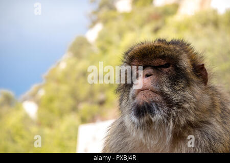 Die berühmten Affen von Gibraltar, in der Upper Rock Nature Reserve. Gibraltar ist ein Britisches Überseegebiet an der südlichen Spitze der Spai entfernt Stockfoto