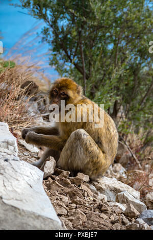 Die berühmten Affen von Gibraltar, in der Upper Rock Nature Reserve. Gibraltar ist ein Britisches Überseegebiet an der südlichen Spitze der Spai entfernt Stockfoto