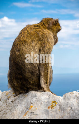 Die berühmten Affen von Gibraltar, in der Upper Rock Nature Reserve. Gibraltar ist ein Britisches Überseegebiet an der südlichen Spitze der Spai entfernt Stockfoto