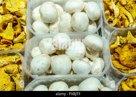 Champions und golden Pfifferlinge in einer Plastikbox für den Verkauf auf dem Markt, essbare Pilze, in Palma de Mallorca Stockfoto