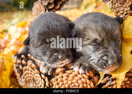 Die kleinen schwarzen neugeborenen Welpen hund Hündchen in einem Korb von Kegeln Stockfoto