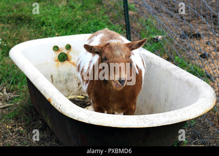 Ziegen auf dem Hof und in der Wanne Stockfoto