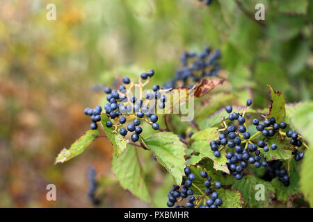 Heidelbeeren am Strauch im frühen Herbst Stockfoto