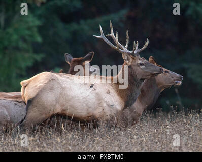 Elkton, Oregon, USA. Okt, 2018 20. Eine wilde Roosevelt Elch stier und mehrere Kühe stehen in einem Feld in der Nähe der kleinen Stadt Aschau im ländlichen Western Oregon. Roosevelt elk Bullen in der Regel wiegen zwischen 700 und 1100 Pfund, während Kühe wiegen 575 à 625 Pfund. Credit: Robin Loznak/ZUMA Draht/Alamy leben Nachrichten Stockfoto