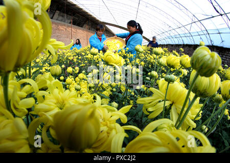 Zhangjiakou, Provinz Hebei Provinz Chinas. Okt, 2018 21. Arbeitnehmer pick Chrysantheme Blumen in einem grünen Haus in Yaozitou Dorf Zhangjiakou Stadt, im Norden der chinesischen Provinz Hebei, Okt. 21, 2018. Credit: Chen Xiaodong/Xinhua/Alamy leben Nachrichten Stockfoto