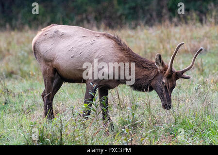 Maggie Valley, NC, USA. 15 Okt, 2018. Eine junge männliche Elch (Cervus elaphus manitobensis) gemächlich im cataloochee Tal in den Great Smoky Mountains North Carolina. Romeo T Guzman/CSM/Alamy leben Nachrichten Stockfoto