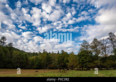 Maggie Valley, NC, USA. 15 Okt, 2018. Wapiti (Cervus elaphus manitobensis) gemächlich im cataloochee Tal in den Great Smoky Mountains North Carolina. Romeo T Guzman/CSM/Alamy leben Nachrichten Stockfoto