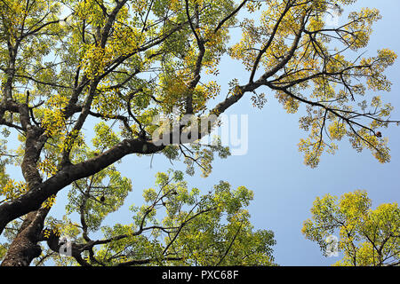 Vordach Blick auf Herbst Bäume mit lebendigen und bunten Blättern, vom Boden aus gegen den blauen Himmel, in Kerala, Indien. Stockfoto