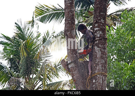 Keerampara, Kerala, Indien - März 22, 2018: Baum cutter riskant auf Tree Top gehockt und senkt die grosse Niederlassung der Baum mit Motorsäge Stockfoto