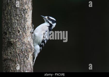 Eine weibliche Downy Woodpecker Picoides pubescens Nahrungssuche auf einem Baumstamm mit dunklem Hintergrund. Bild beinhaltet negative Space. Stockfoto