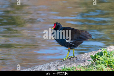 Sumpfhuhn (Gallinula chloorpus) Großbritannien Stockfoto